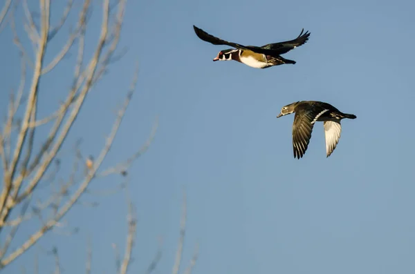 Ein Paar Waldenten Fliegt Tief Über Die Herbstbäume — Stockfoto