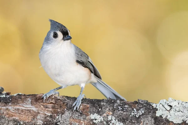 Tufted Titmouse Encaramado Una Rama Otoño —  Fotos de Stock