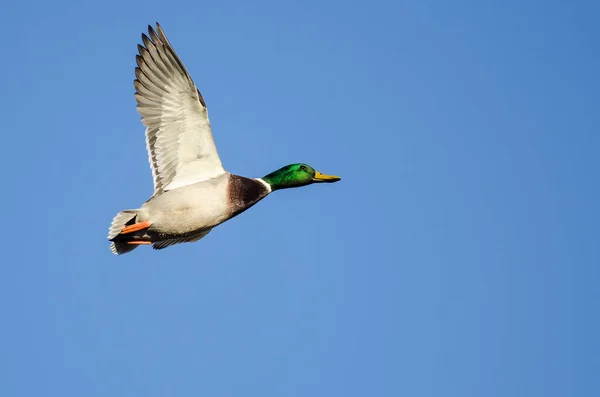 Anatra Reale Che Vola Cielo Blu — Foto Stock