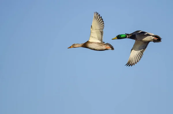 Paret Mallard Ducks Flyger Blå Himmel — Stockfoto