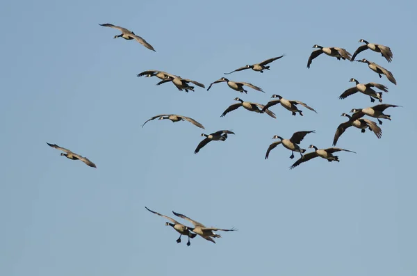 Flock Canada Geese Coming Landing Blue Sky — Stock Photo, Image