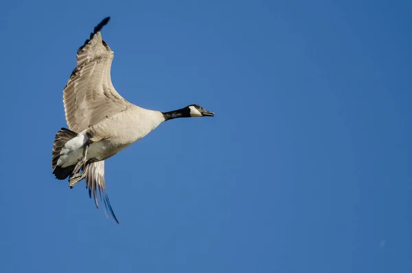 Lone Canada Goose Πετώντας Ένα Μπλε Ουρανό — Φωτογραφία Αρχείου
