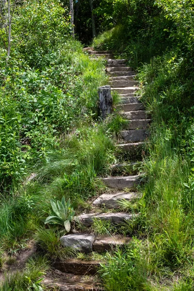 Stone Stairway Climbing High Green Forest — Stok Foto