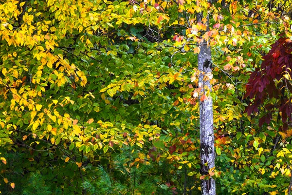 Fantastiska Färger Hösten Dolda Djupt Den Gröna Skogen — Stockfoto