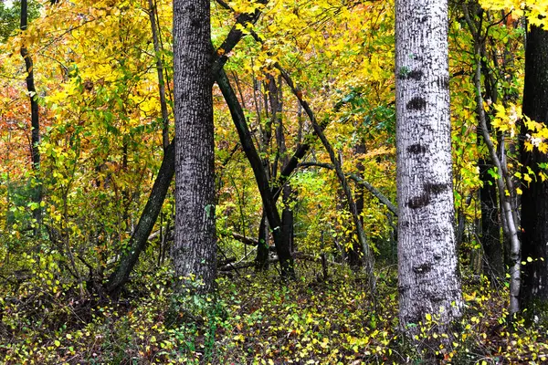 Atemberaubende Herbstfarben Tief Grünen Wald Versteckt — Stockfoto