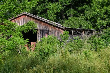 Yıpranmış ve Unutulmuş Ahır Yemyeşil Yeşilliklerle Kaplanmış