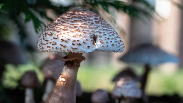 Cluster Funghi Ombrelloni Che Spuntano Terra — Foto Stock