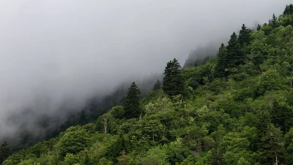 Brouillard Matinal Enveloppant Les Arbres Des Appalaches Long Promenade Blue — Photo