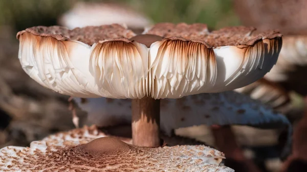 Nature Abstract Close Look Gills Parasol Mushroom — стокове фото