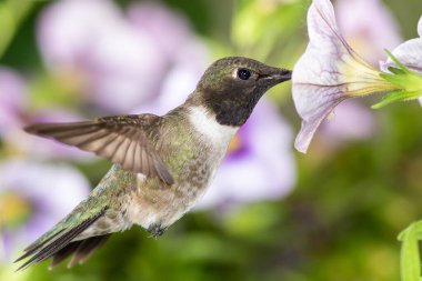 Siyah Çin Sinek Kuşu Mor Çiçekler Arasında Nektar Arıyor
