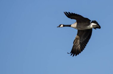 Kanada Kuğusu Mavi Gökte Uçuyor