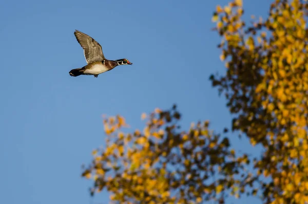 Waldenten Fliegen Tief Über Die Herbstbäume — Stockfoto