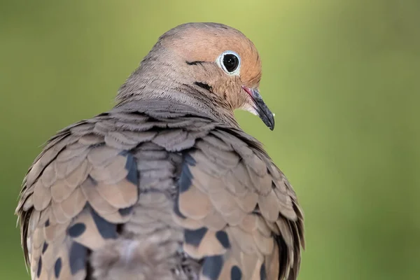 Close Profiel Van Een Rouwduif Terwijl Hij Een Tak Zit — Stockfoto