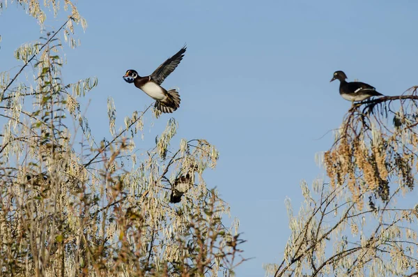 Wood Ducks Flying Perched Friend High Autumn Tree Tops — Stock Photo, Image