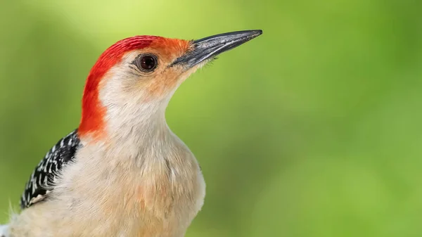 Profiel Van Nieuwsgierige Roodbuikspecht Boomtakken — Stockfoto