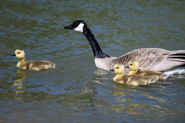 Yeni doğan Goslings Anne 'nin Gözü Altında Yüzmeyi Öğreniyor 