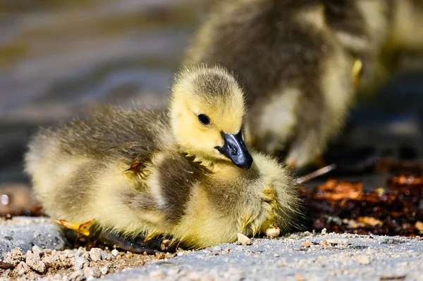 Νεογέννητος Gosling Ξεκουράζεται Ήσυχα Στο Μαλακό Έδαφος — Φωτογραφία Αρχείου