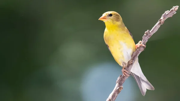 American Goldfinch Empoleirado Ramo Slender Tree — Fotografia de Stock