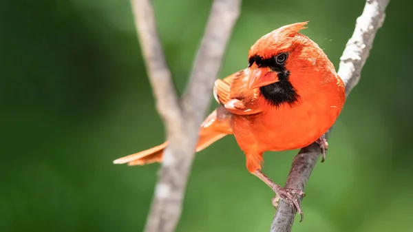 Cardenal Del Norte Encaramado Una Rama Árbol —  Fotos de Stock