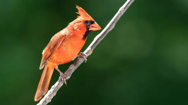 Cardinal Nord Perché Sur Une Branche Arbre — Photo