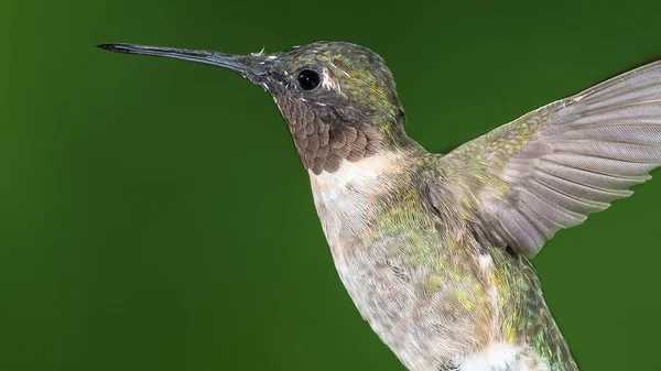 Ruby Throated Koliber Unoszący Się Zielonym Lesie — Zdjęcie stockowe