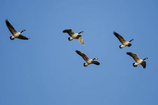 Flock Canada Gęsi Latające Błękitnym Niebie — Zdjęcie stockowe