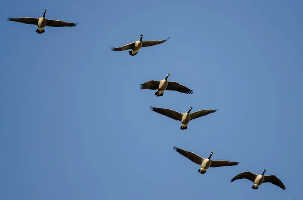 Herde Von Kanadagänsen Fliegt Blauem Himmel — Stockfoto