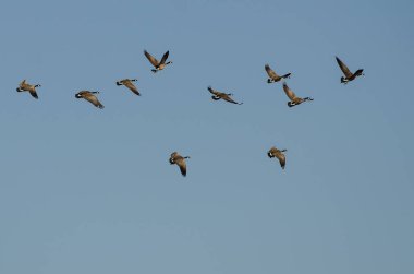 Kanada Kaz Sürüsü Mavi Gökte Uçuyor