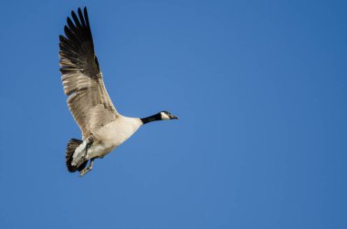 Yalnız Kanada Kaz 'ı Mavi Gökte Uçuyor