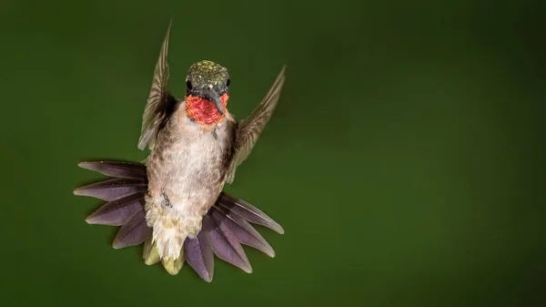 Ruby Throated Koliber Unoszący Się Zielonym Lesie — Zdjęcie stockowe