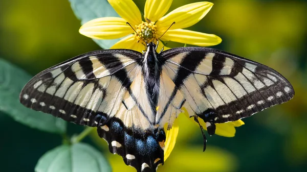 Eastern Tiger Swallowtail Butterfly with Injured Wing Sipping Nectar from the Accommodating Flower