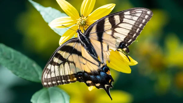 Papillon Hirondelle Tigrée Est Avec Aile Blessée Sirotant Nectar Fleur — Photo