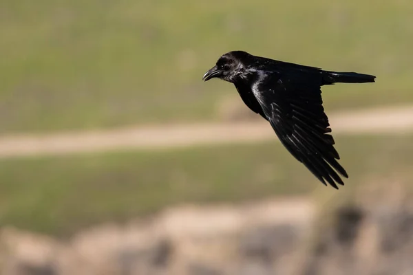 常见的黑色乌鸦飞越峡谷地面 — 图库照片