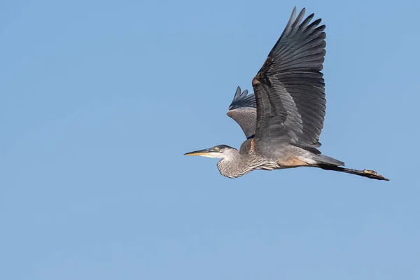 Great Blue Heron Flying Blue Sky — Stock Photo, Image