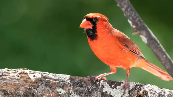 Alerte Cardinal Nord Perché Dans Arbre — Photo