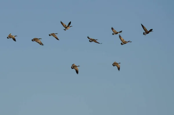 Troupeau Oies Canada Volant Dans Ciel Bleu — Photo