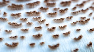 Doğa Özeti: Bir Şemsiye Mantarının Kapağına Yakından Bakınız