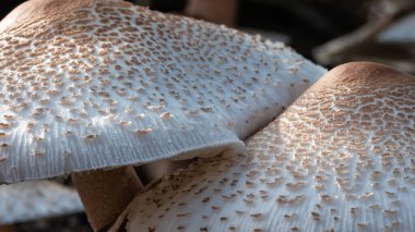 Doğa Özeti: Bir Şemsiye Mantarının Başlıkları