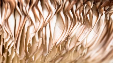 Doğa Özeti: Bir Şemsiye Mantarının Solungaçlarına Yakından Bakınız