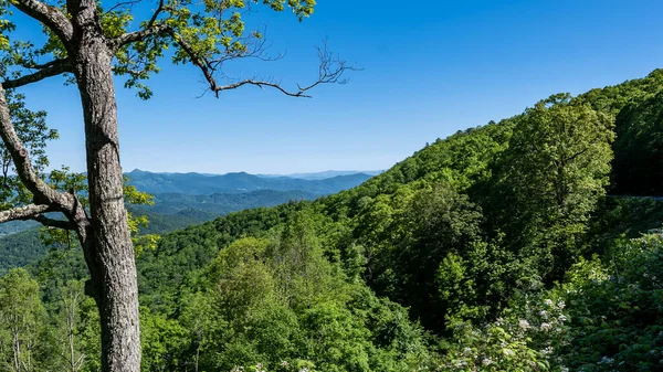 Springtime Appalachian Mountain View Langs Blue Ridge Parkway — Stockfoto