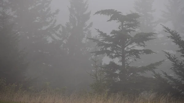 Nehybný Les Zahalený Mlhavé Horské Mlze — Stock fotografie