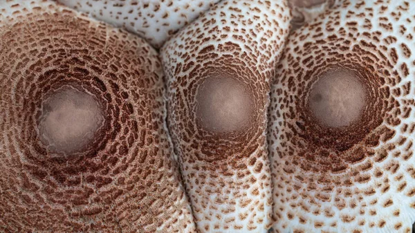Natureza Abstract Caps Parasol Mushroom — Fotografia de Stock