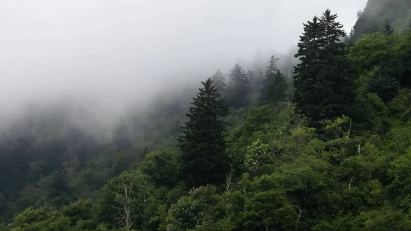 Forêt Immobile Enveloppée Dans Brouillard Montagne Silencieux — Photo