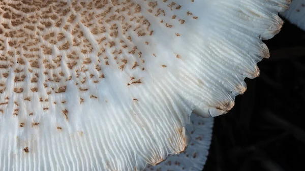 Natura Astratta Caps Parasol Mushroom — Foto Stock