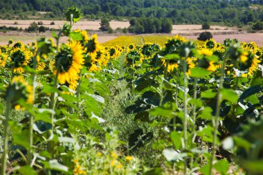 Kırsalda gün batımında parlak ayçiçekleri