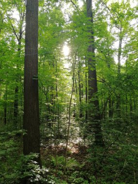 Yeşil doğa orman turu