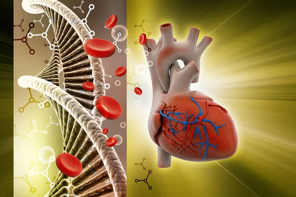 Illustration Human Heart — Stock Photo, Image