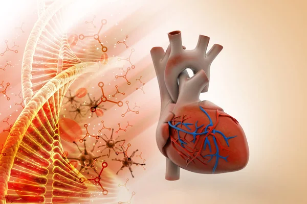 Illustrazione Del Cuore Umano — Foto Stock