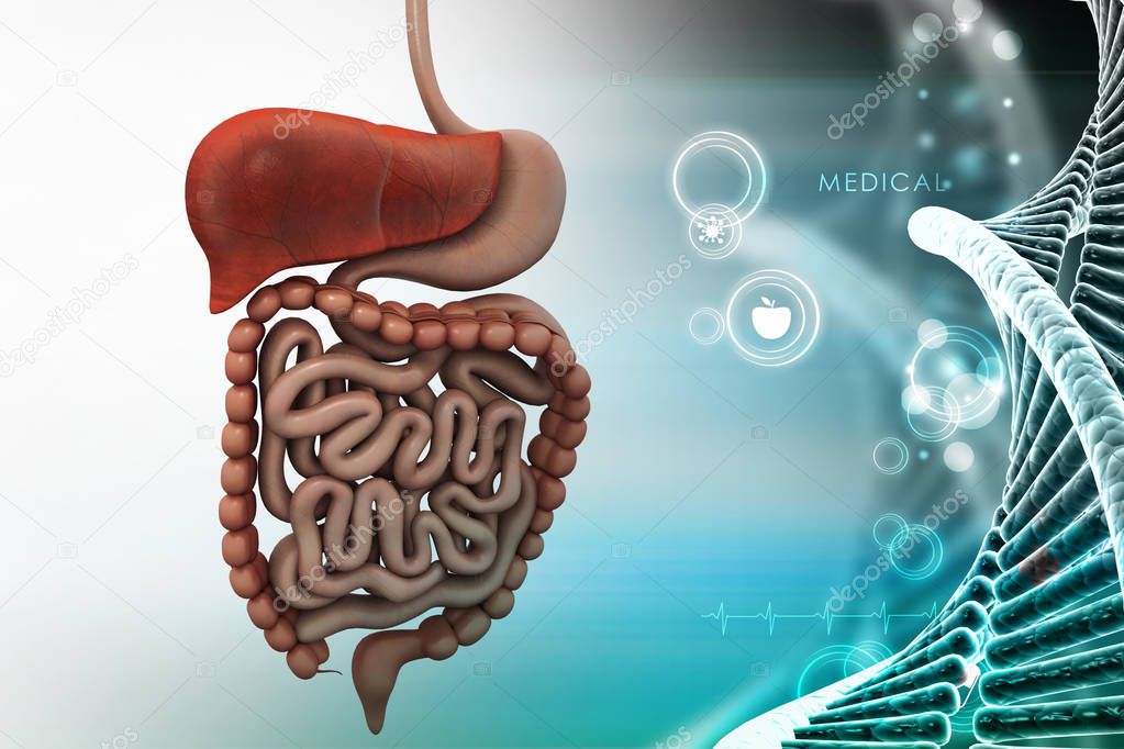 human digestive system in color background