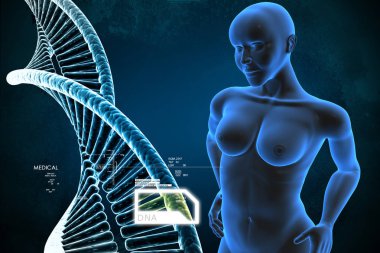 kadın kadın insan vücudu 3D çizimi